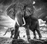 David Yarrow Photography - Americas, Africa, Antarctica, Arctic, Asia, Europe