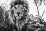 David Yarrow Photography - Americas, Africa, Antarctica, Arctic, Asia, Europe