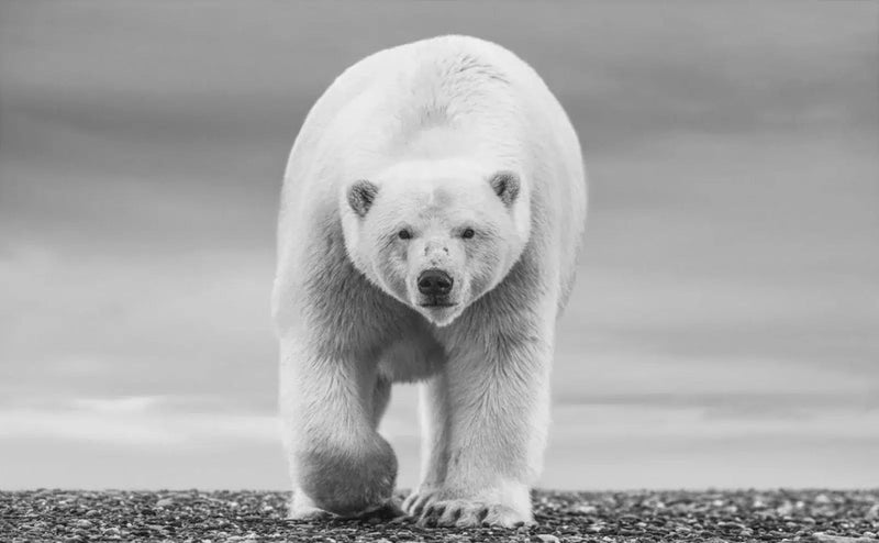 David Yarrow Photography - Americas, Africa, Antarctica, Arctic, Asia, Europe